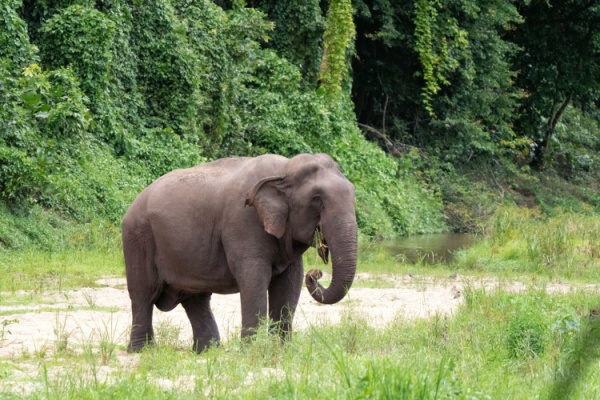 Asian Elephant eats in the wild