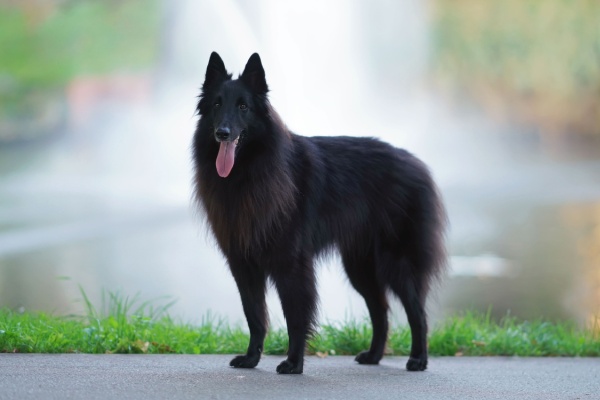Black Belgian Sheepdog smiles with tongue hanging out