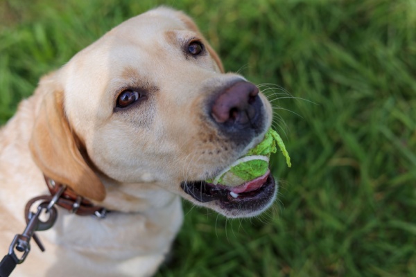 Blonde Lab dog face holding tennis ball in its mouth