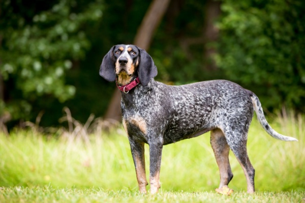 Bluetick Coonhound dog in field