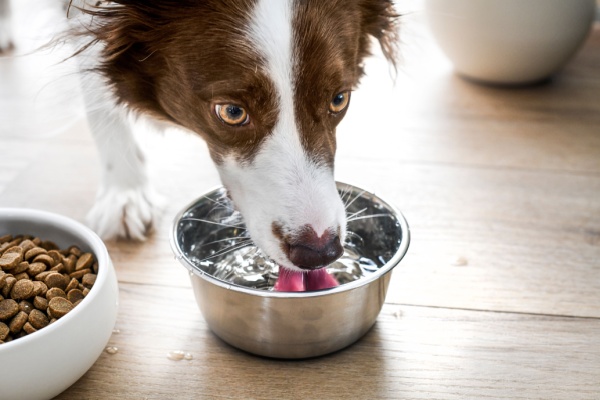 Brown and white border collie drinking from water bowl