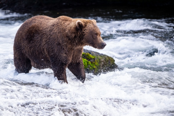 Large Brown Bear fishing in Brooks Falls Alaska