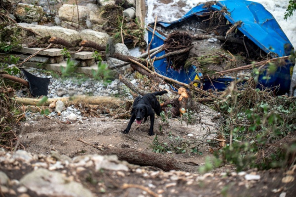 Trained black search and rescue dog in remnants of Camp Mystic flooding