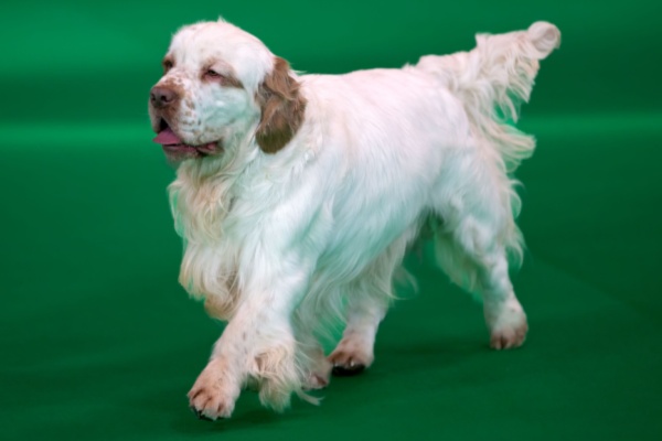 Clumber Spaniel dog at show