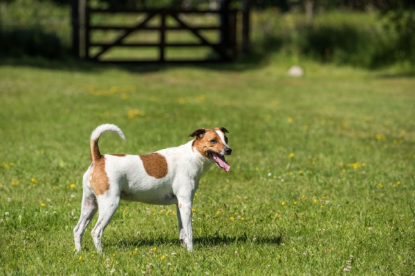 Danish-Swedish-farmdog panting during outdoor play