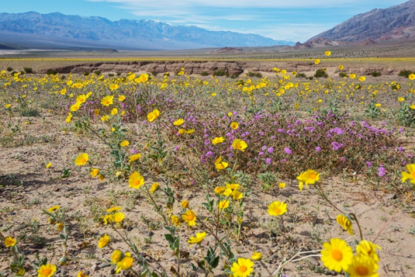 Yellow and purple flowers across Death Valley during 2026 superbloom
