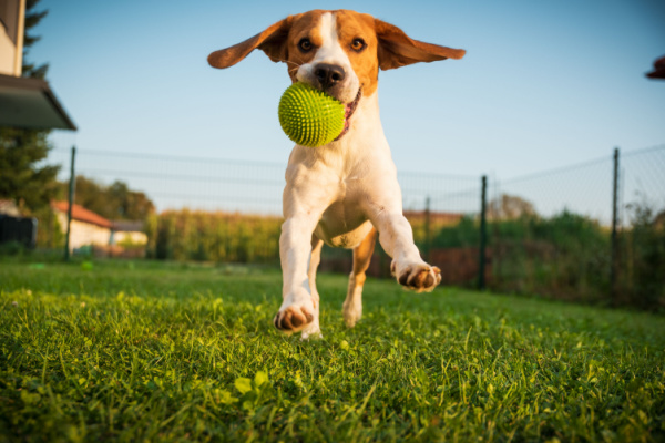 How to play fetch safely