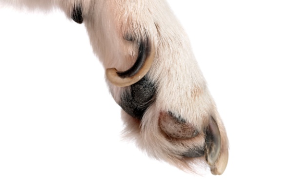 White dog paw with very long dewclaw