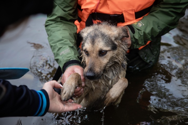 mixed breed brown dog being rescued from floodwaters by emergency personnel