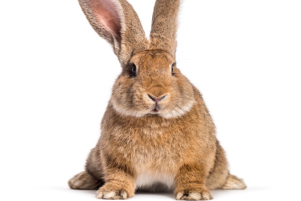Light Brown Flemish Giant Rabbit