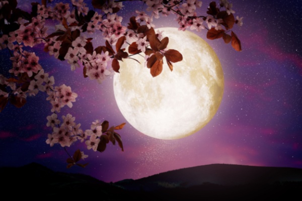 Full moon in night sky behind cherry blossoms