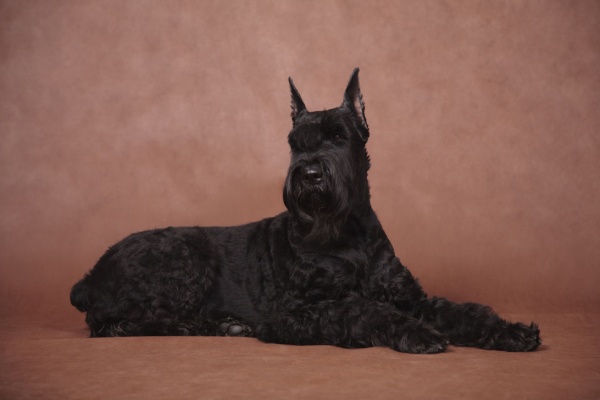 Black Giant Schnauzer dog