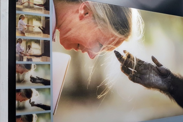 Dr. jane Goodall bends towards a chimpanzee hand touching her hair