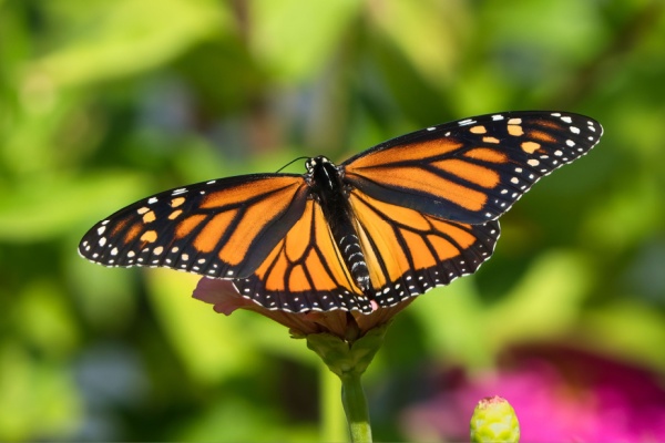 Distinctive Orange and black wingspread of Monarch Butterfly on a flower