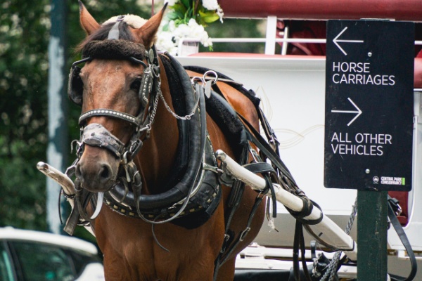 New York City Carriage Horse waits next to Horse Carriage sign