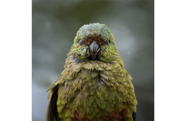 Green New Zealand Kakapo parrot stares into camera