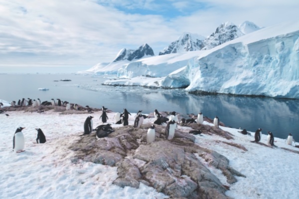 Penguin colony stand on Glacier next to water in Antarctica