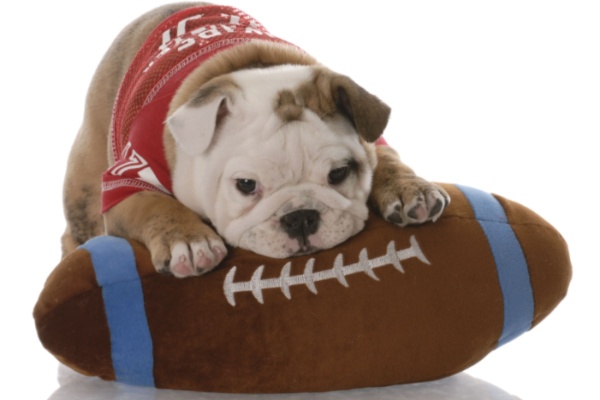 Bulldog puppy with football toy