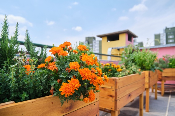 Elevated planters with flowers and vegetables urban rooftop garden