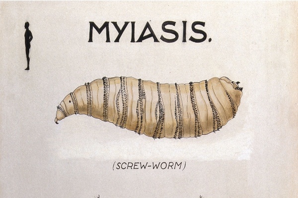MYIASIS above an illustration of a screw worm pupae