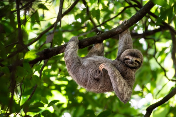 Smiling sloth hanging from tree in Costa Rica