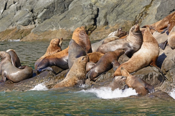 Stellar Sea Lions sun themselves on a rock