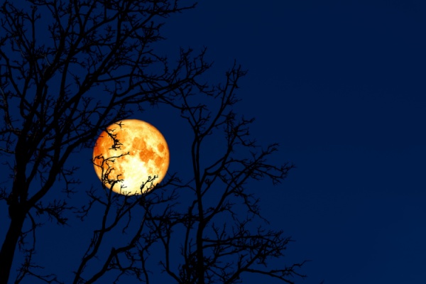 Full worm moon with orange glow behind tree branches