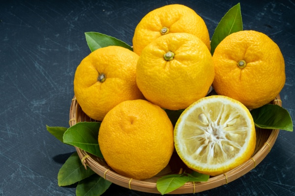 Bowl of yellow Yuzu citrus fruit, one is cut in half