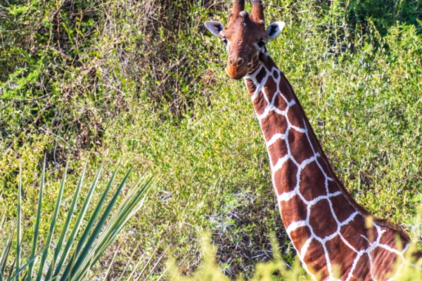 closeup of reticulated giraffe near trees